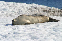 Image of Weddell seal