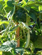 Image of kidney bean