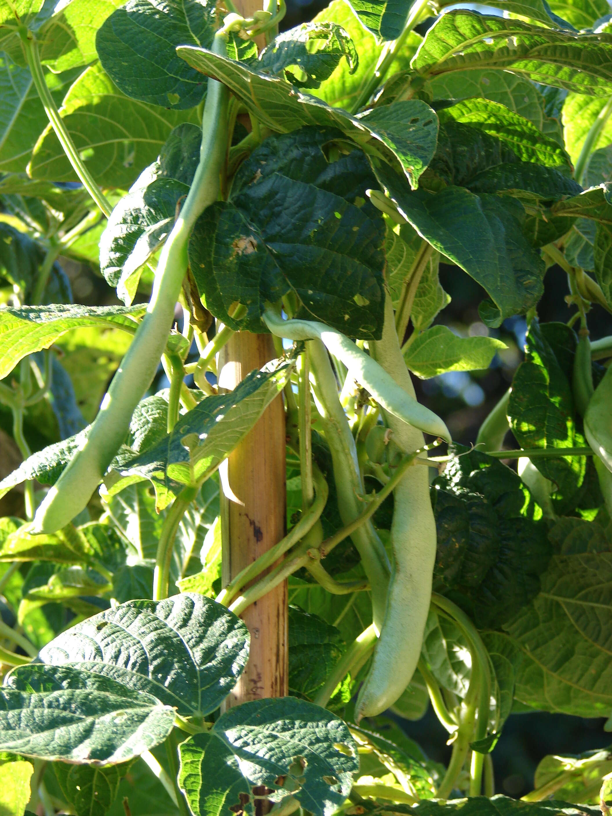 Image of kidney bean