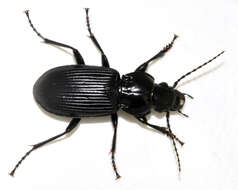 Image of Carabidae