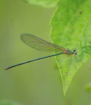 Image of Clear-winged forest glory