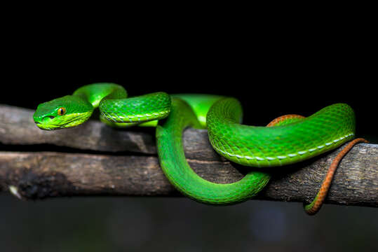 Image of White-lipped Tree Viper