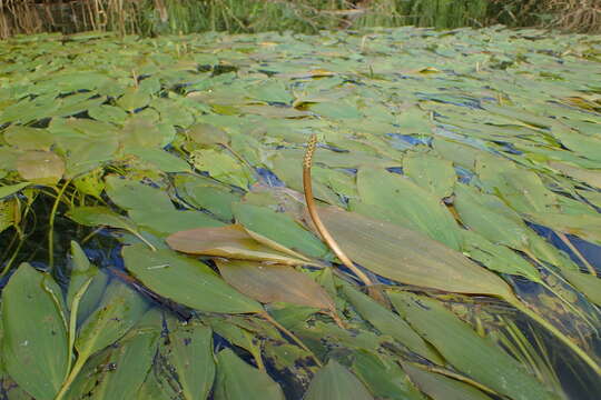 Imagem de Potamogeton nodosus Poir.