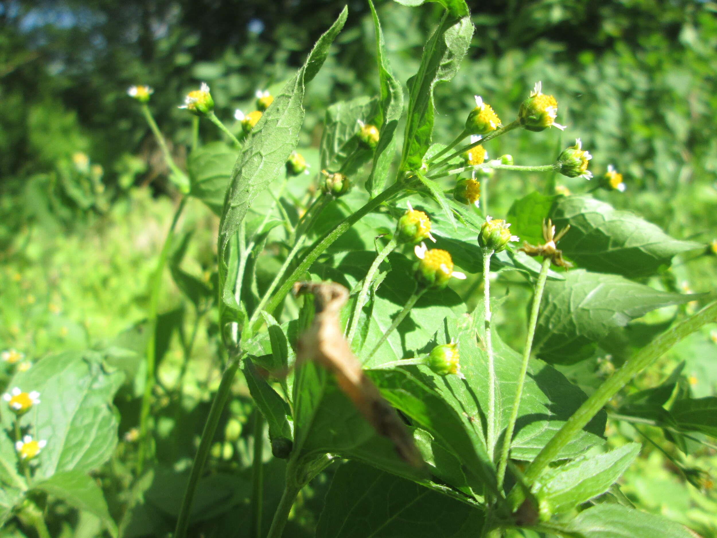 Image of Smooth peruvian daisy