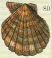 Image of royal cloak scallop