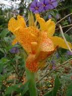 Image of canna lilies