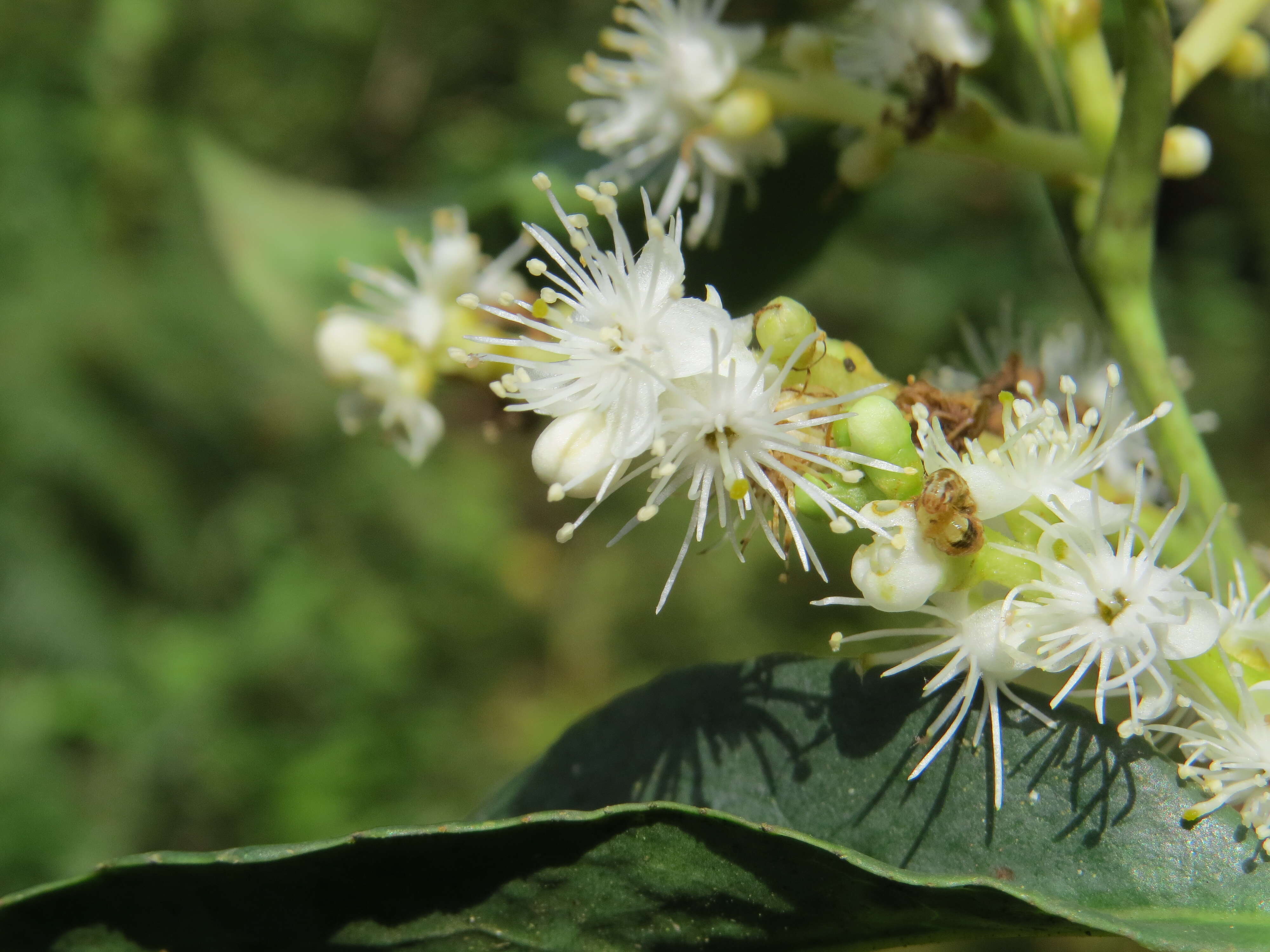 Image of Symplocos cochinchinensis (Lour.) Moore