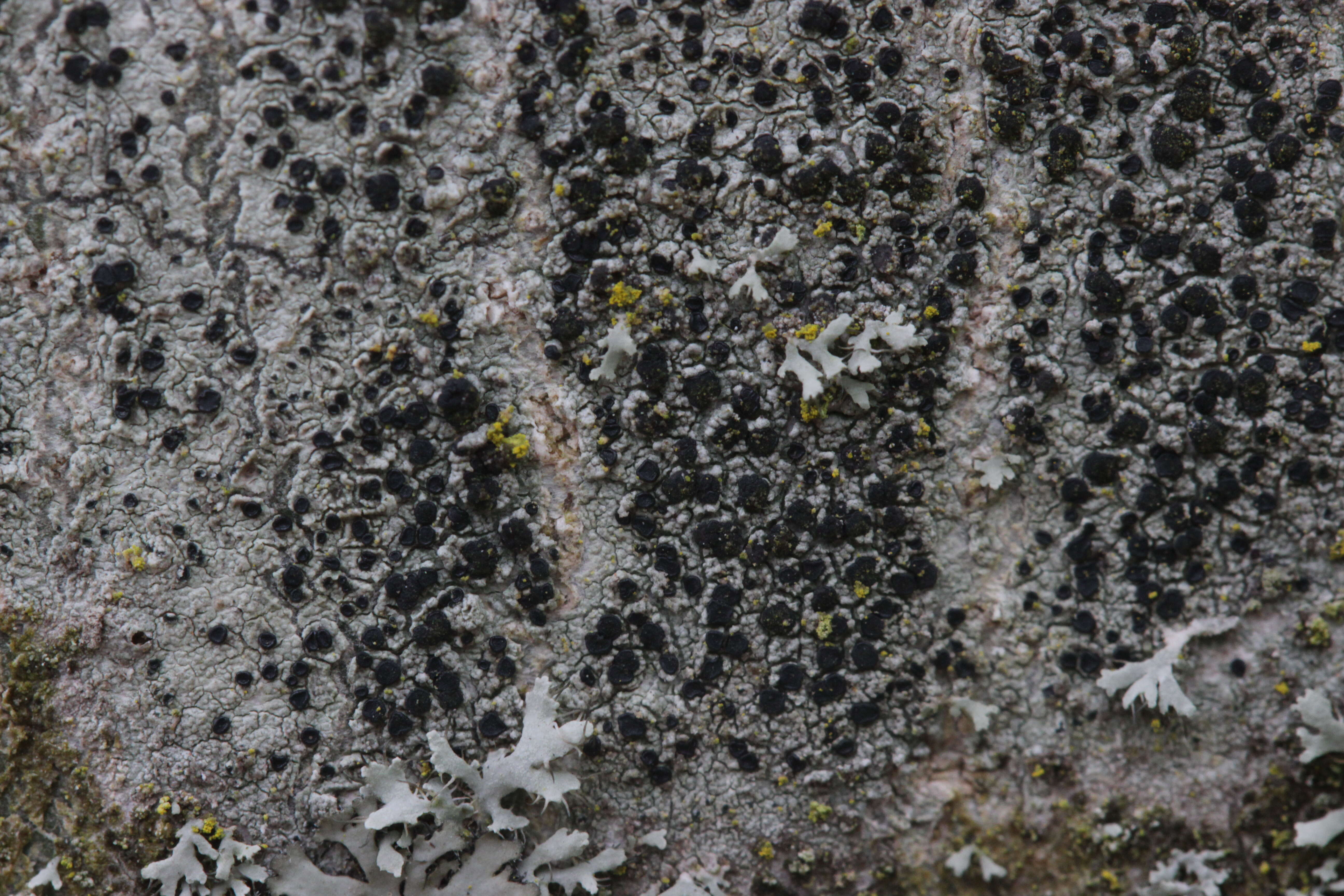 Image of lecidella lichen