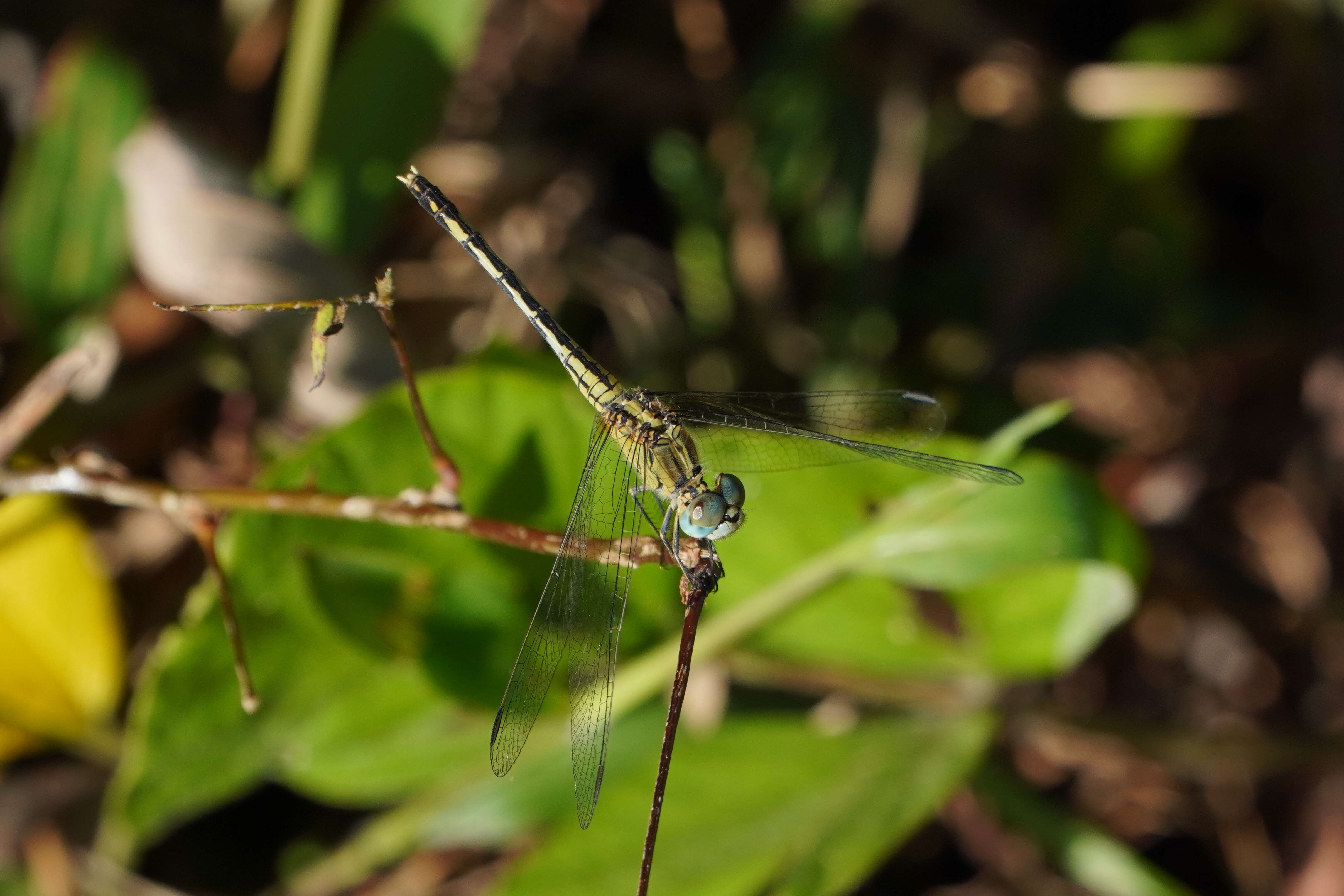 Image of Diplacodes trivialis (Rambur 1842)