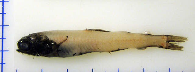 Image of Deepwater Lanternfish