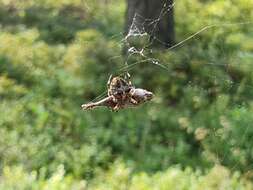 Image of Araneus angulatus Clerck 1757