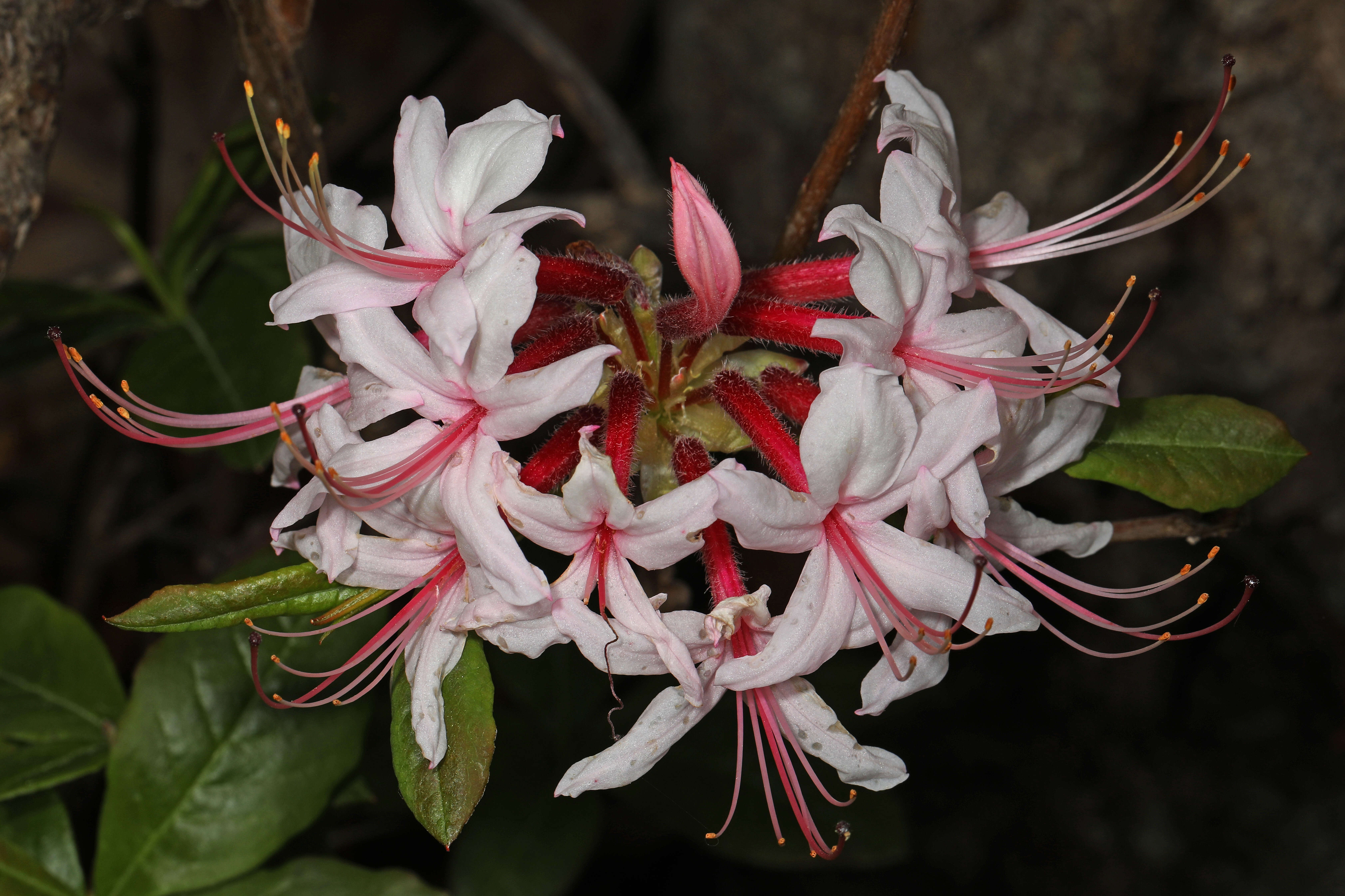 صورة Rhododendron periclymenoides (Michx.) Shinners