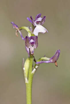 Image of Anacamptis morio subsp. syriaca (E. G. Camus) H. Kretzschmar, Eccarius & H. Dietr.