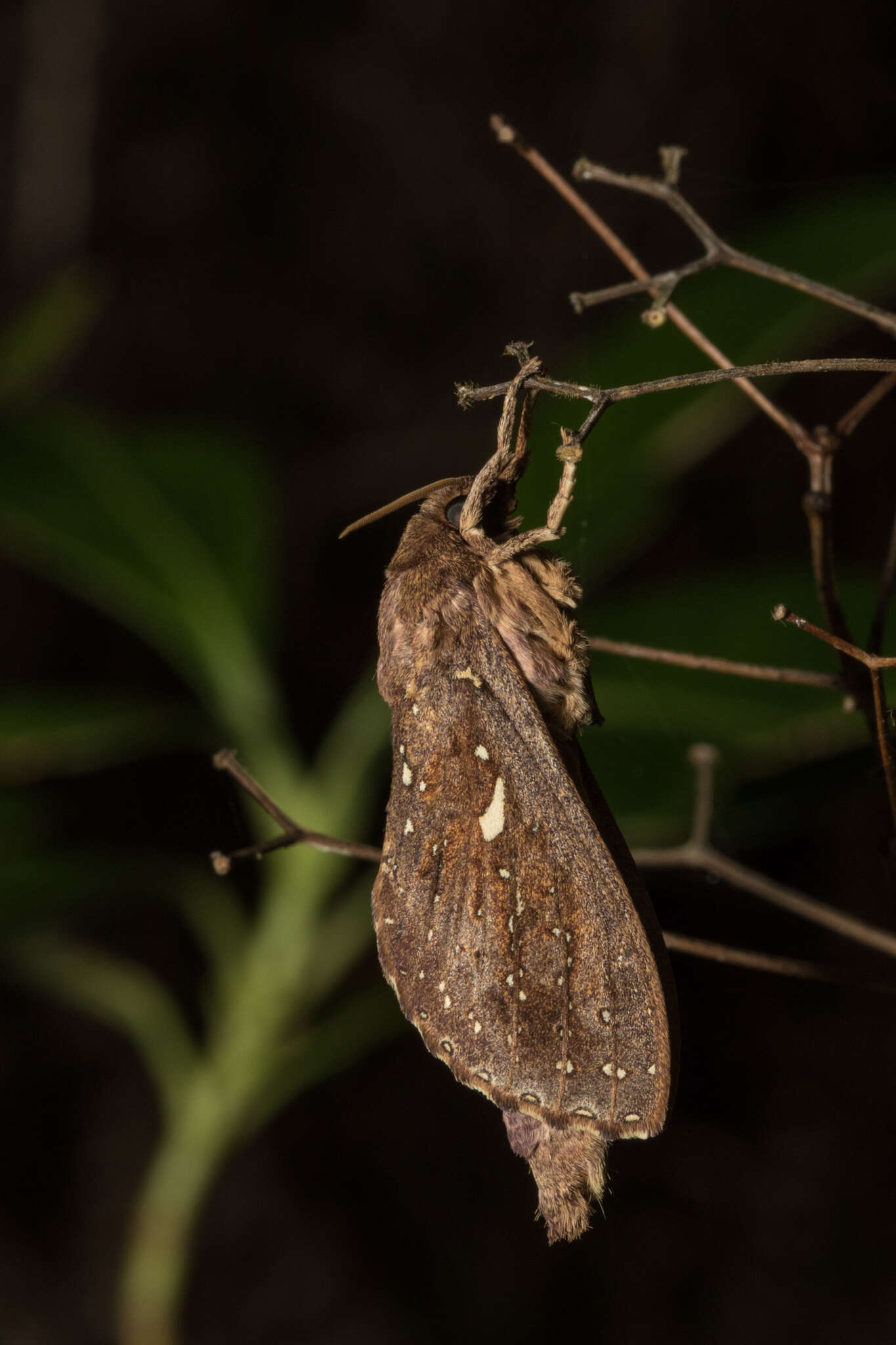 Image of Dumbletonius unimaculatus