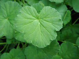 Imagem de Pelargonium odoratissimum (L.) L'Her.