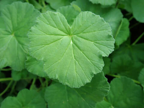 Imagem de Pelargonium odoratissimum (L.) L'Her.