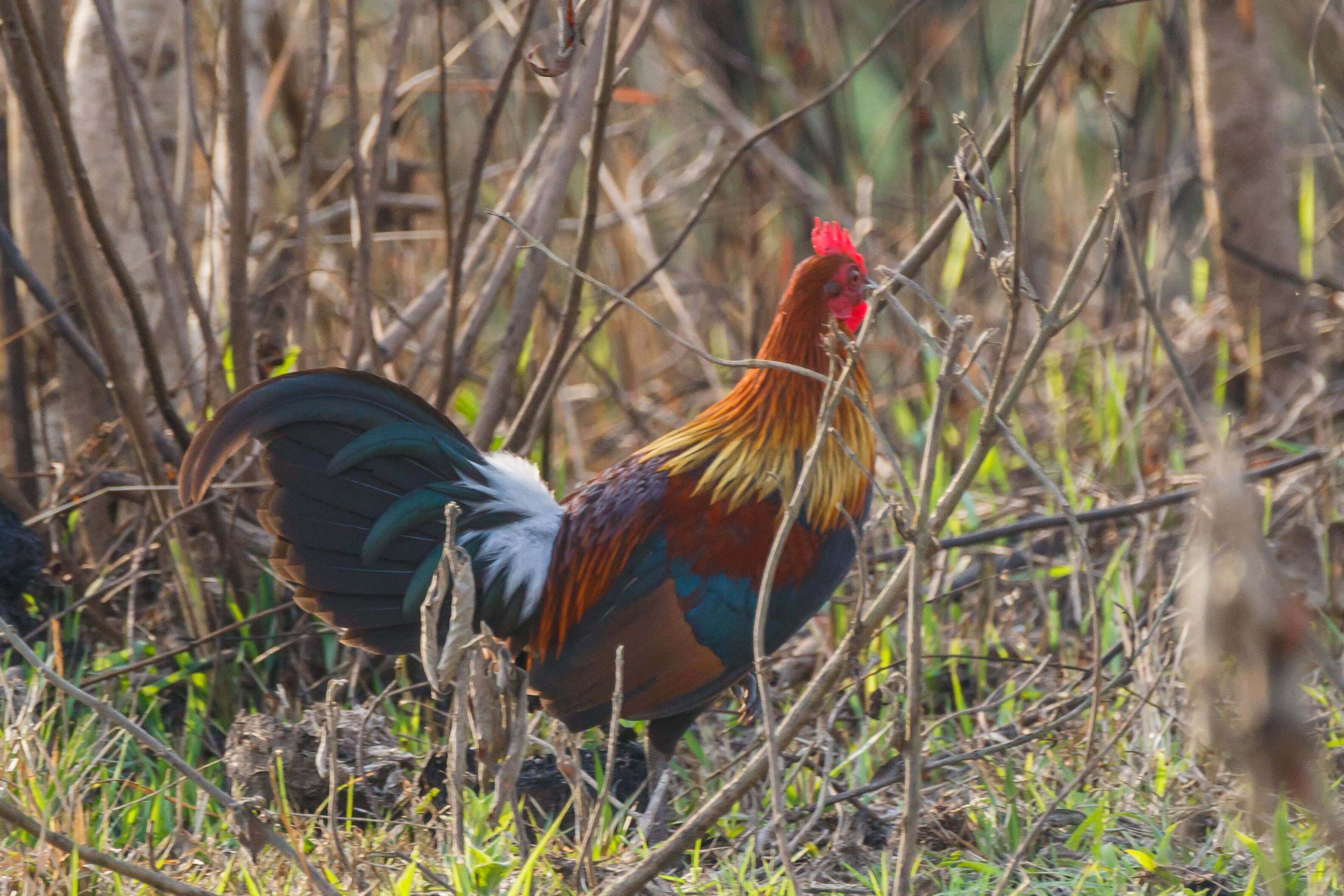 Image of Red Junglefowl