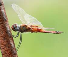 Tramea basilaris (Palisot de Beauvois 1817) resmi