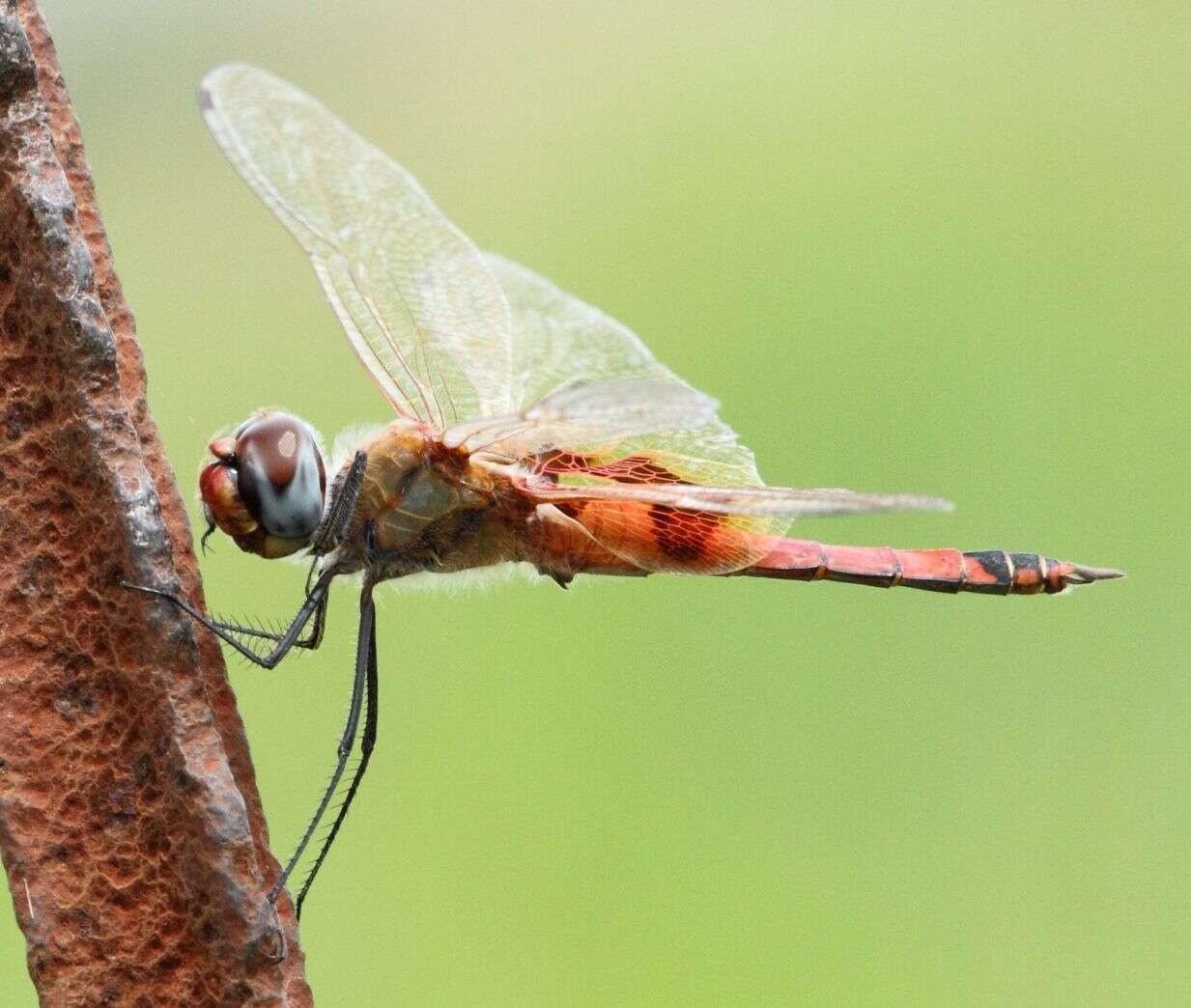 Tramea basilaris (Palisot de Beauvois 1817) resmi