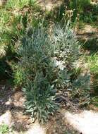 Image of guayule