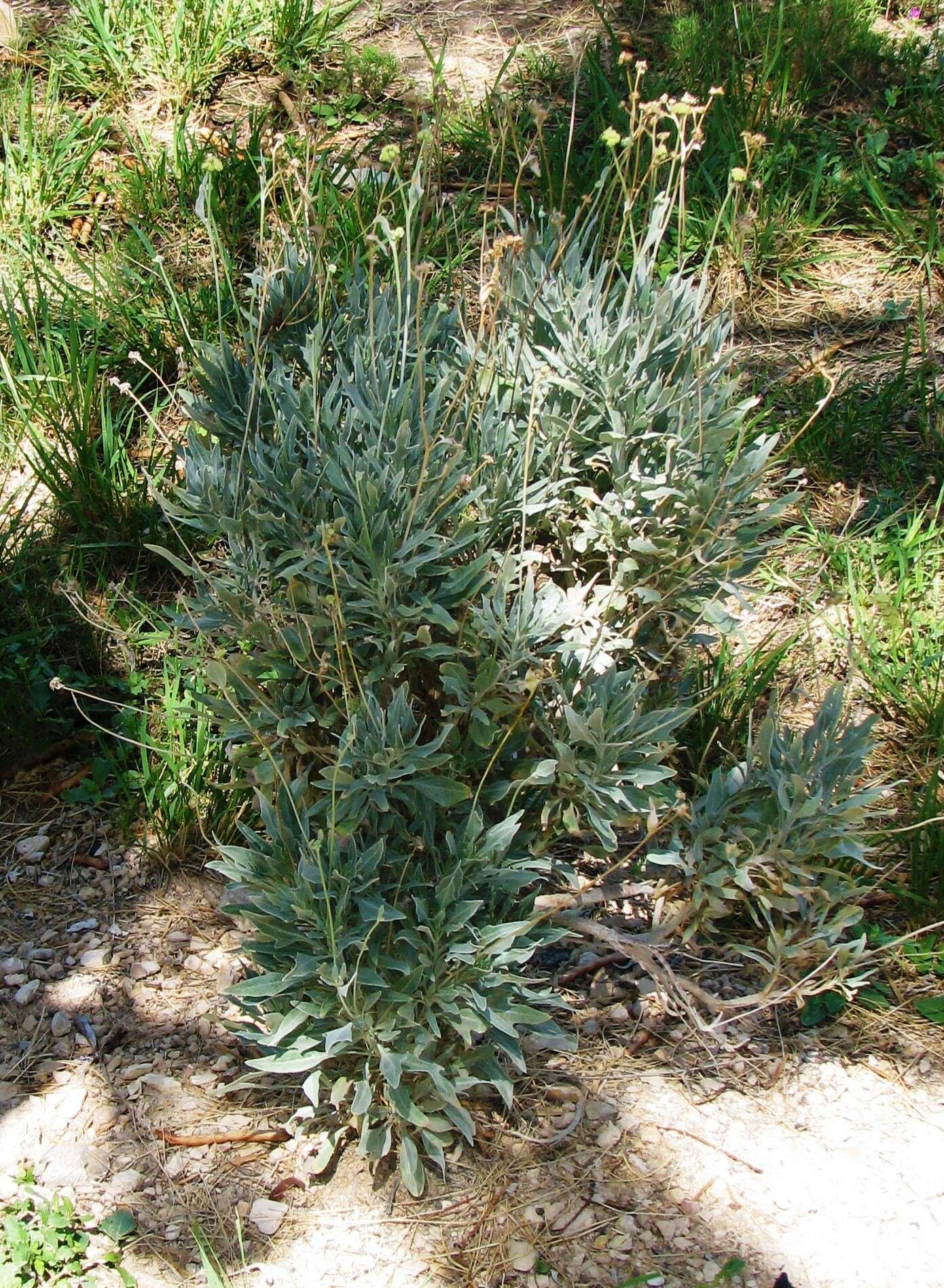 Image of guayule