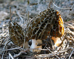 Image of Morchella dunalii