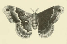 Image of Callosamia Packard 1864