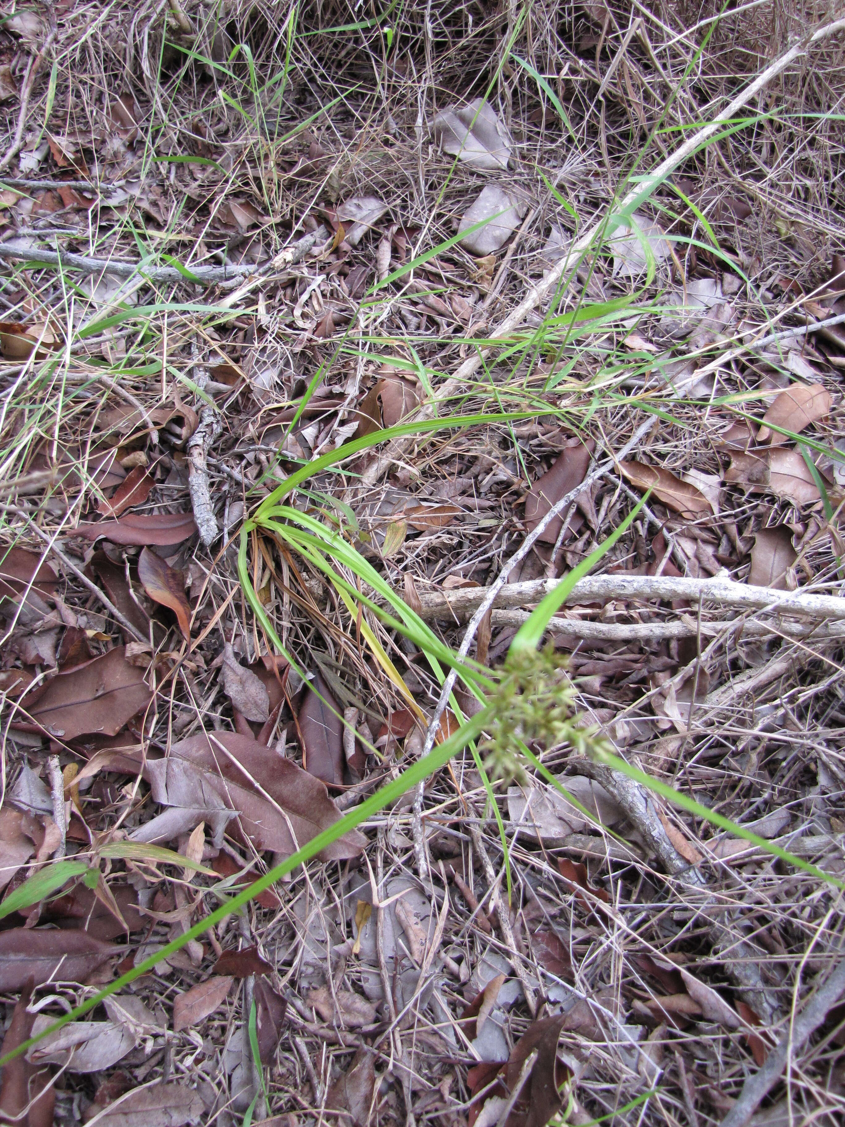 Image de Cyperus hillebrandii Boeckeler