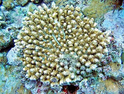 Image of Staghorn coral