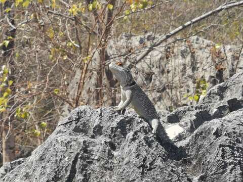 Image of Collared iguana