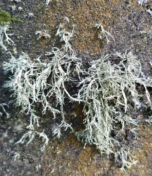 Imagem de Ramalina farinacea (L.) Ach.