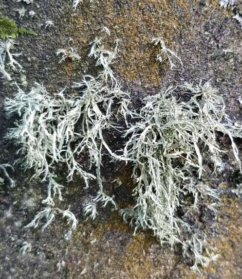 Image of farinose cartilage lichen