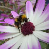 Image of common ragwort