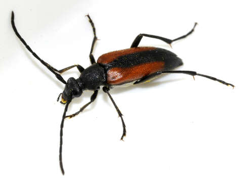 Image of Black-striped Longhorn Beetle