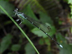 Image of Copera annulata