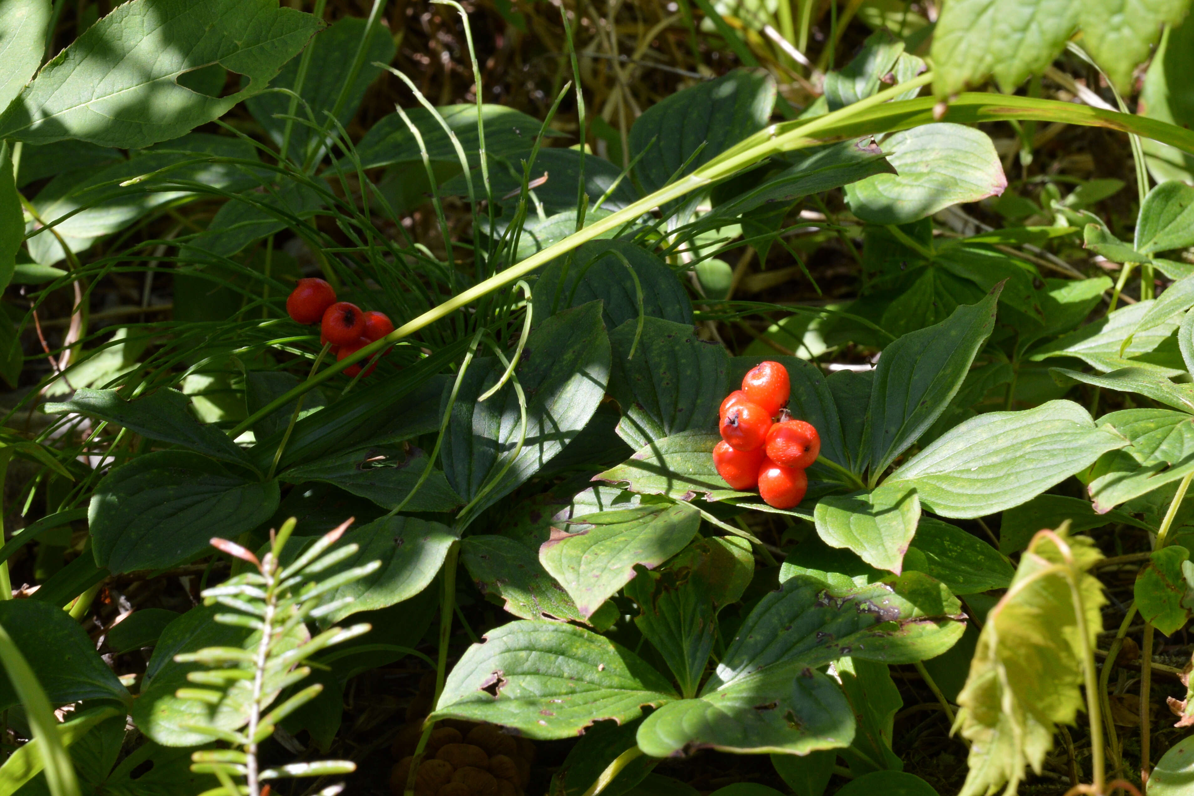 Image of bunchberry dogwood