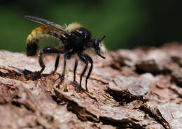 Image of Laphria flava (Linnaeus 1761)