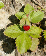 Image of woodland strawberry