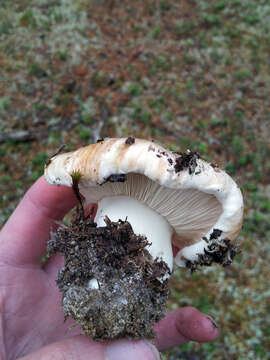 Image de Tricholoma roseoacerbum A. Riva 1984