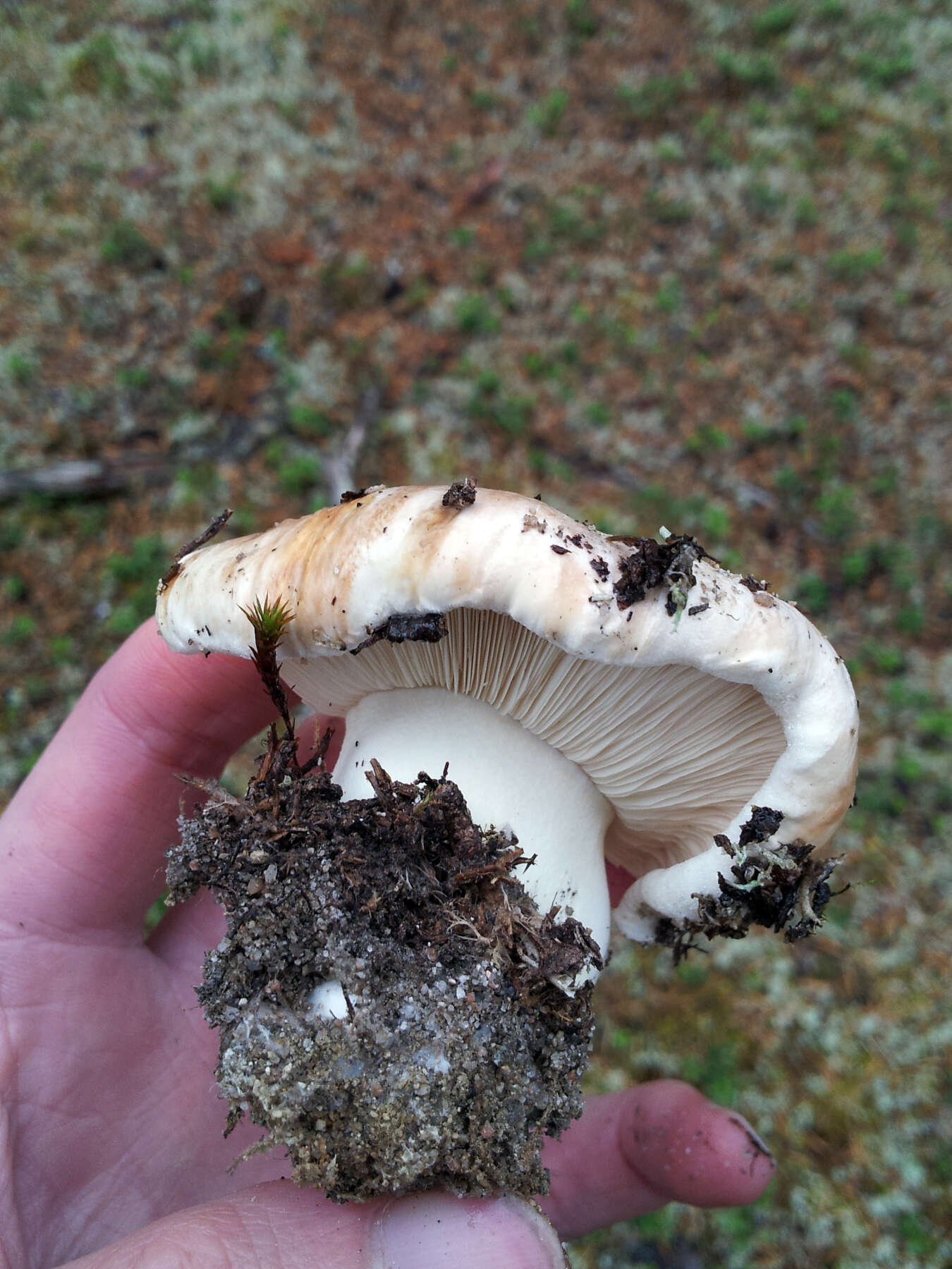 Image of Tricholoma roseoacerbum A. Riva 1984