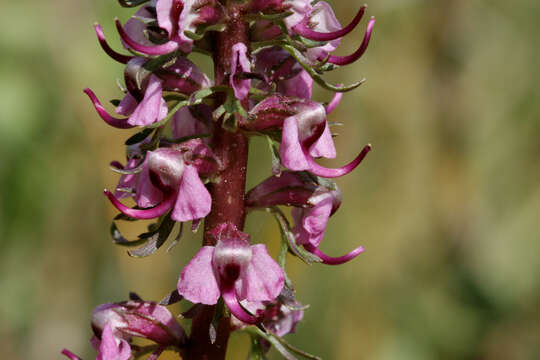 Image of elephanthead lousewort