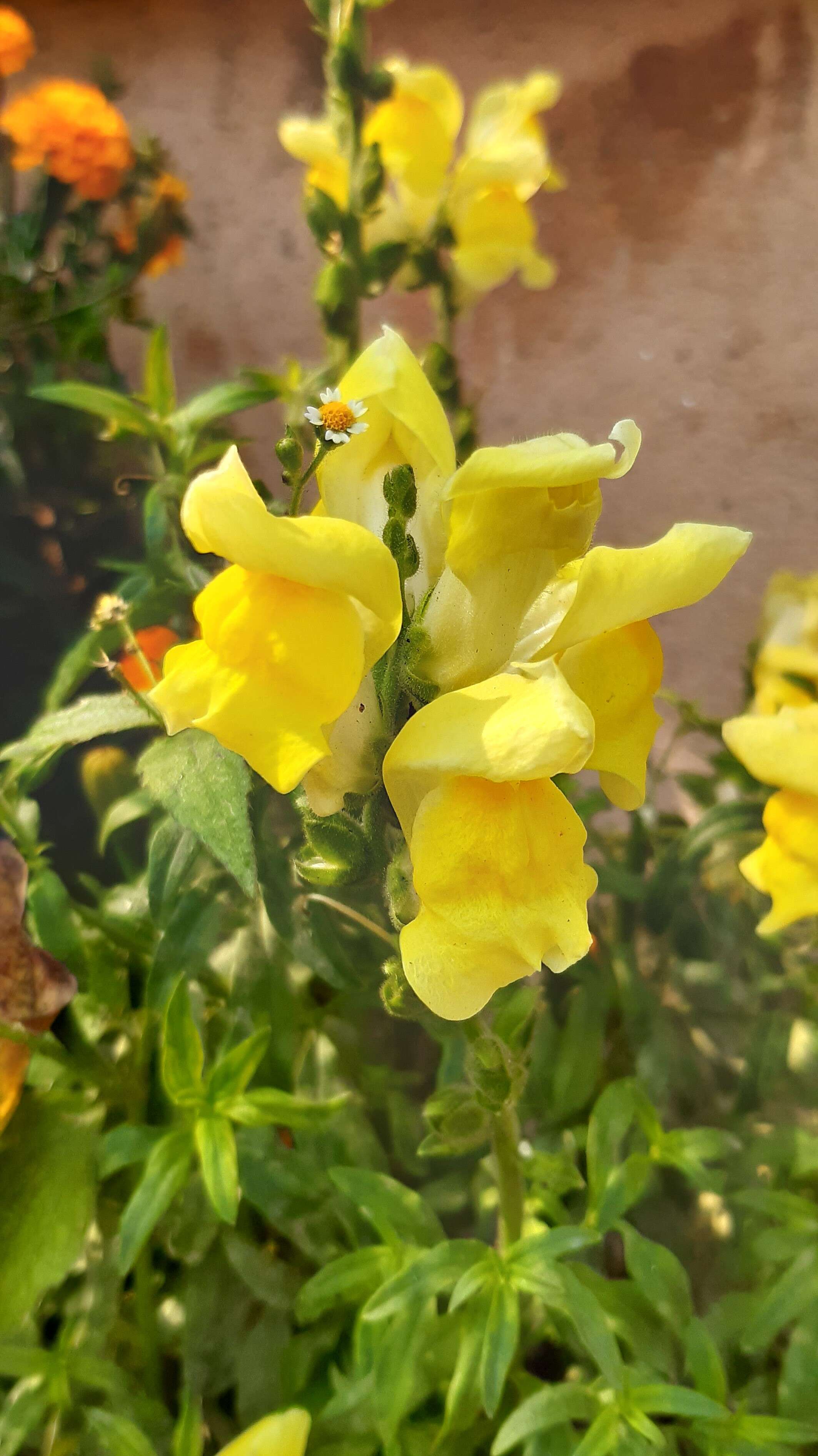 Image of garden snapdragon