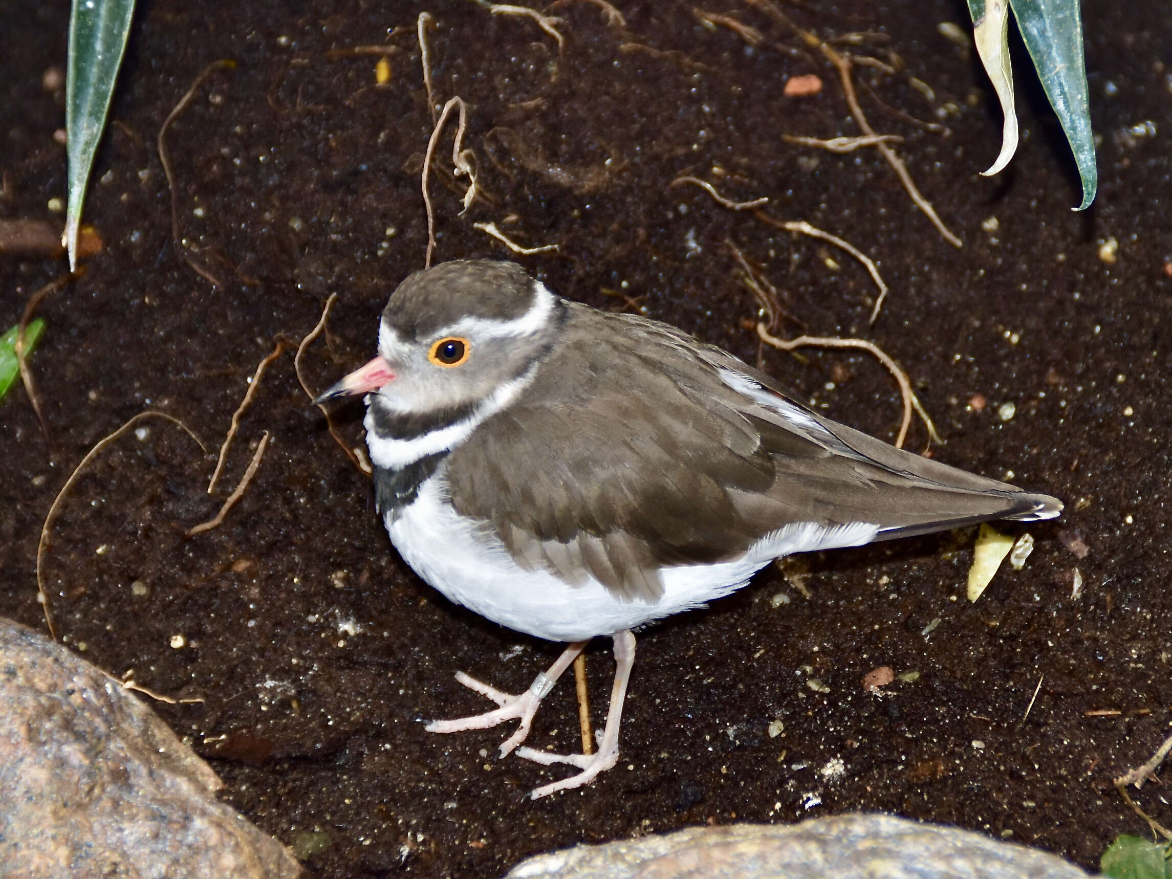 Image of African Three-banded Plover