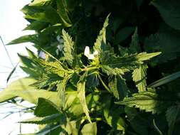 Image of white deadnettle