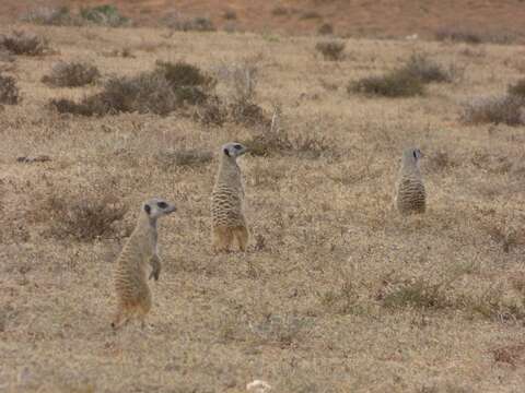 Image of Suricata Desmarest 1804