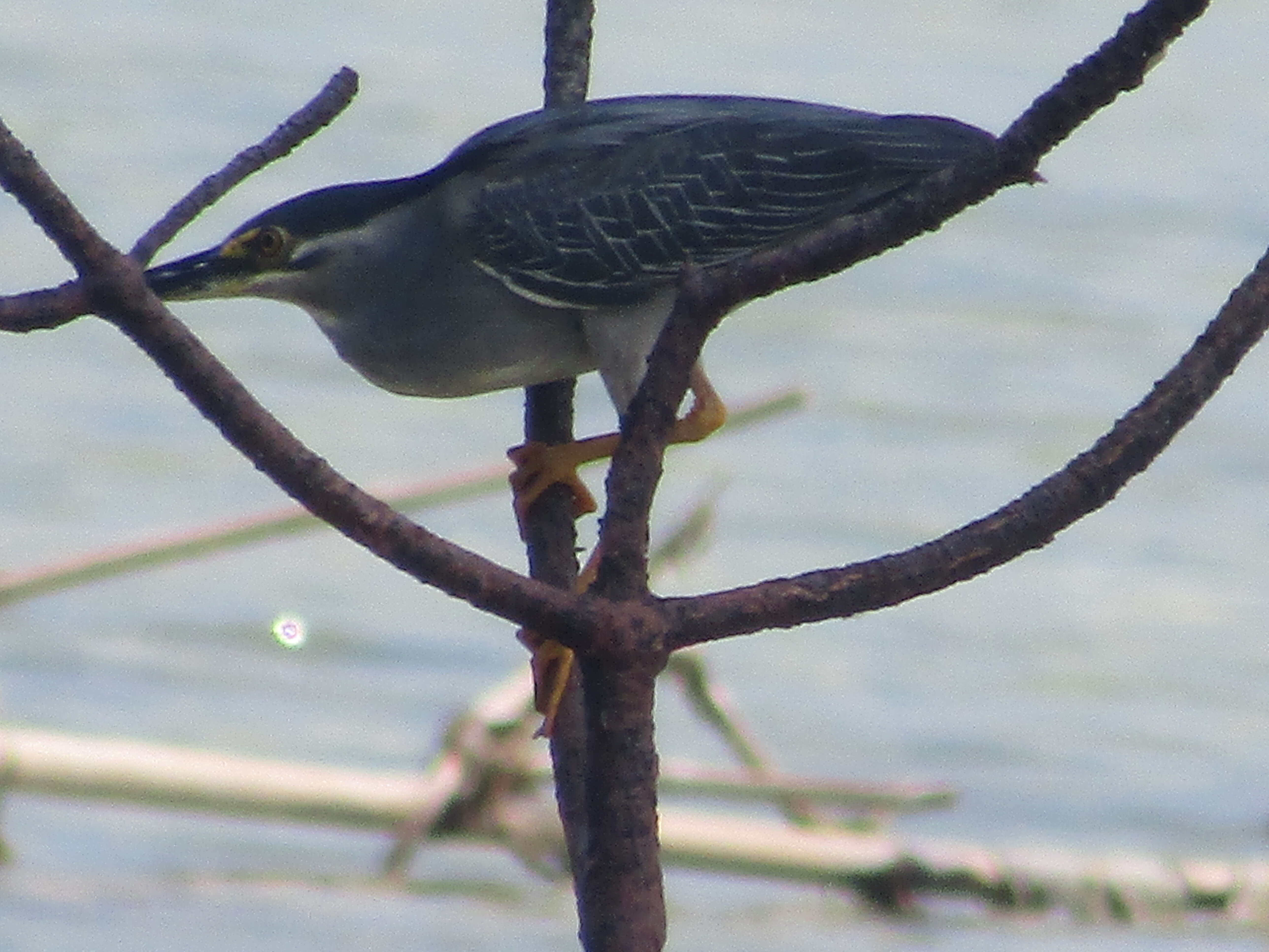 Image of Green-backed Heron