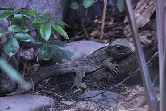 Image of Cook Strait Tuatara