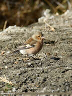 Image of Fringilla Linnaeus 1758