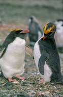 Image of Macaroni Penguin