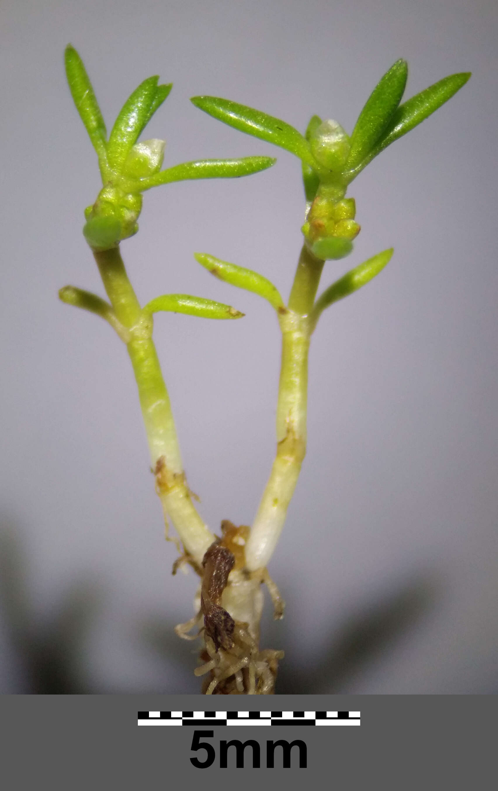 Image of water pygmyweed